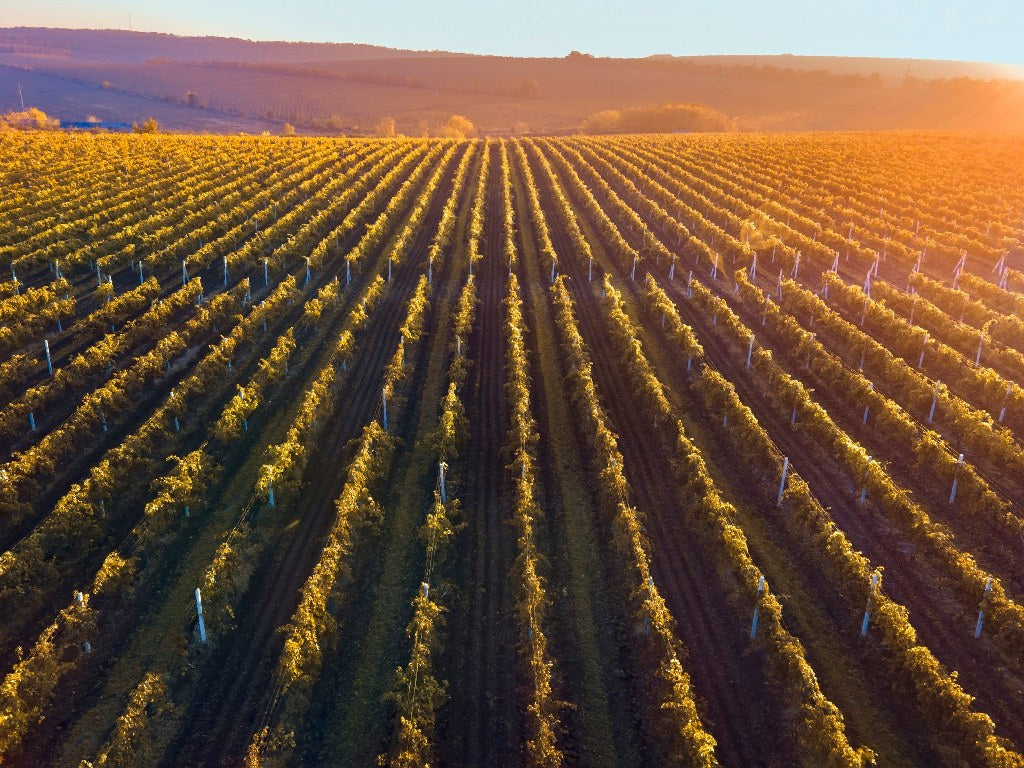 Mejores viñedos en La Rioja | Vinícola Real