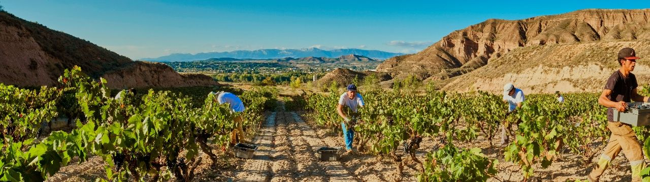 personas trabajando en el vinedo